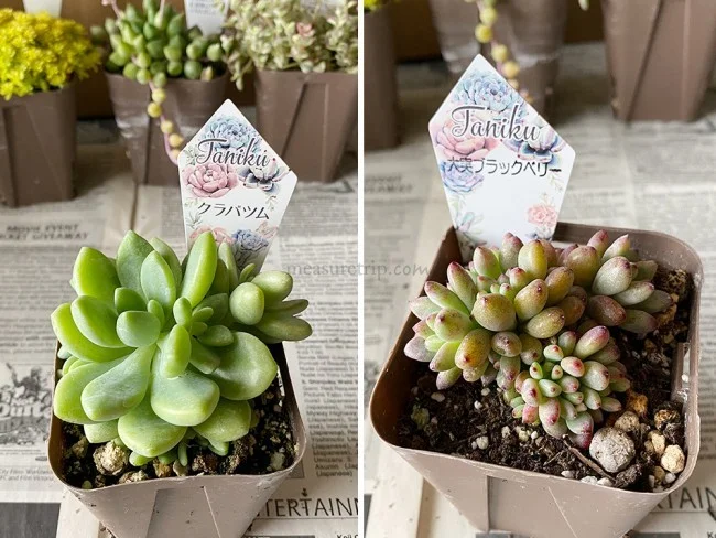【おうちでガーデニング】外出自粛中に多肉植物の寄植えをはじめました！農場で育てている多肉植物の安い店も紹介【鉢底石の代替品は？】