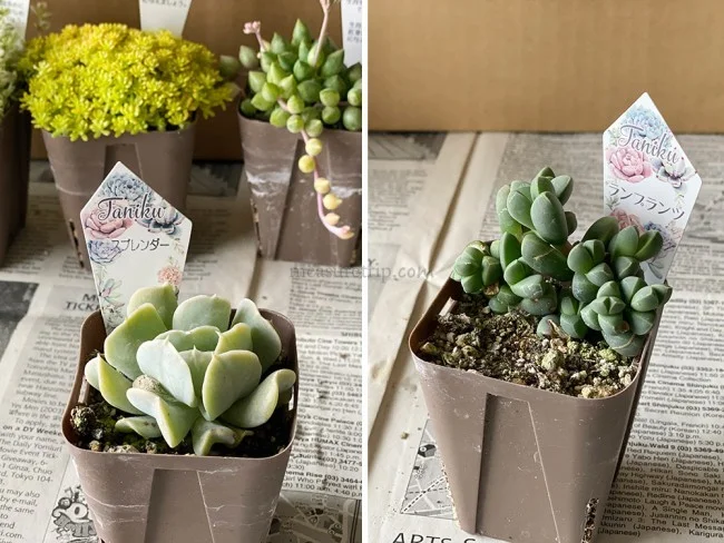 【おうちでガーデニング】外出自粛中に多肉植物の寄植えをはじめました！農場で育てている多肉植物の安い店も紹介【鉢底石の代替品は？】