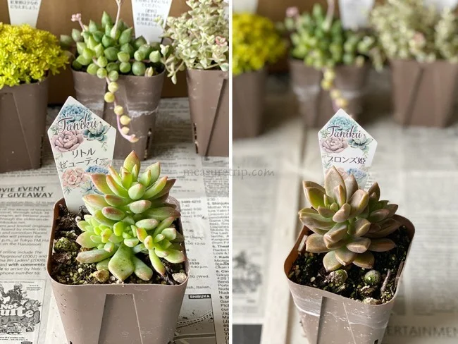 【おうちでガーデニング】外出自粛中に多肉植物の寄植えをはじめました！農場で育てている多肉植物の安い店も紹介【鉢底石の代替品は？】