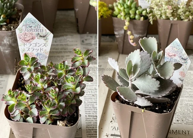 【おうちでガーデニング】外出自粛中に多肉植物の寄植えをはじめました！農場で育てている多肉植物の安い店も紹介【鉢底石の代替品は？】
