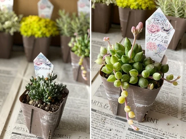 【おうちでガーデニング】外出自粛中に多肉植物の寄植えをはじめました！農場で育てている多肉植物の安い店も紹介【鉢底石の代替品は？】