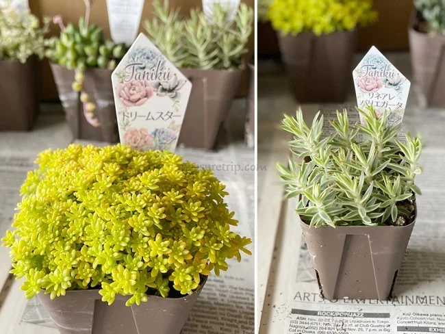 【おうちでガーデニング】外出自粛中に多肉植物の寄植えをはじめました！農場で育てている多肉植物の安い店も紹介【鉢底石の代替品は？】