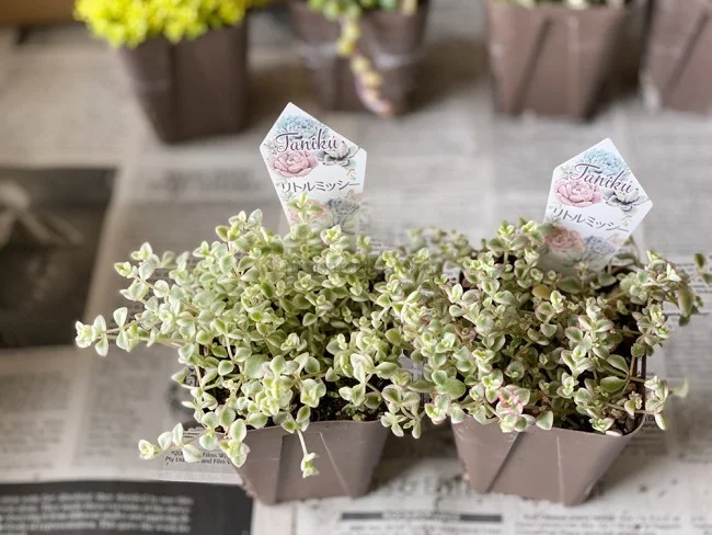 【おうちでガーデニング】外出自粛中に多肉植物の寄植えをはじめました！農場で育てている多肉植物の安い店も紹介【鉢底石の代替品は？】