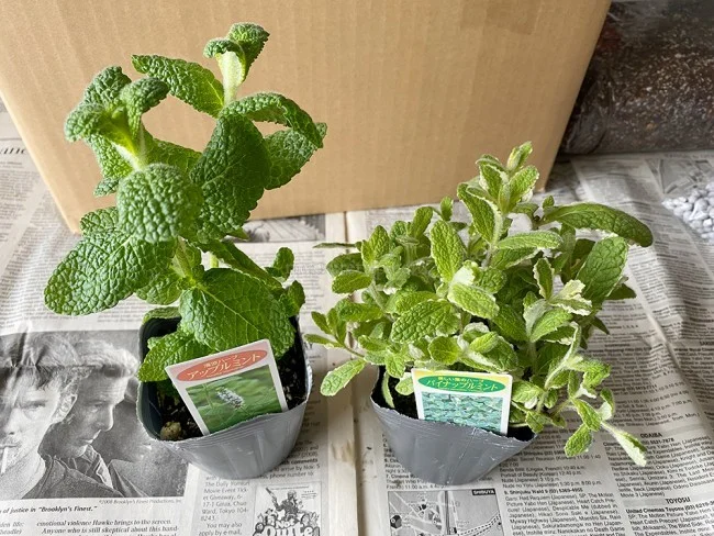 【おうちでガーデニング】外出自粛中に多肉植物の寄植えをはじめました！農場で育てている多肉植物の安い店も紹介【鉢底石の代替品は？】