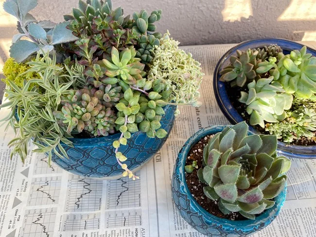 【おうちでガーデニング】外出自粛中に多肉植物の寄植えをはじめました！農場で育てている多肉植物の安い店も紹介【鉢底石の代替品は？】