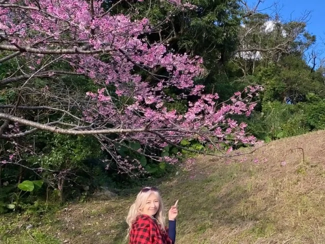 【沖縄 お花見 名所】沖縄のお花見・桜の見頃はいつ？八重岳（やえだけ）桜の森公園 行き方【沖縄観光 おすすめ】