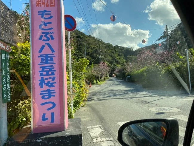 【沖縄 お花見 名所】沖縄のお花見・桜の見頃はいつ？八重岳（やえだけ）桜の森公園 行き方【沖縄観光 おすすめ】