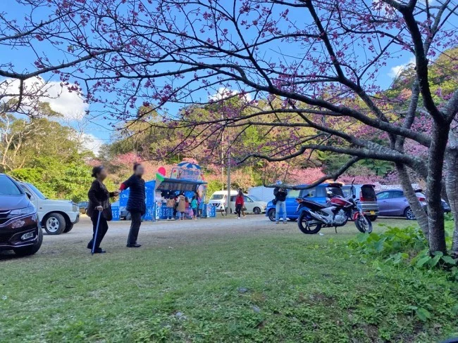 【沖縄 お花見 名所】沖縄のお花見・桜の見頃はいつ？八重岳（やえだけ）桜の森公園 行き方【沖縄観光 おすすめ】