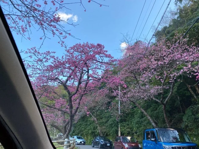 【沖縄 お花見 名所】沖縄のお花見・桜の見頃はいつ？八重岳（やえだけ）桜の森公園 行き方【沖縄観光 おすすめ】