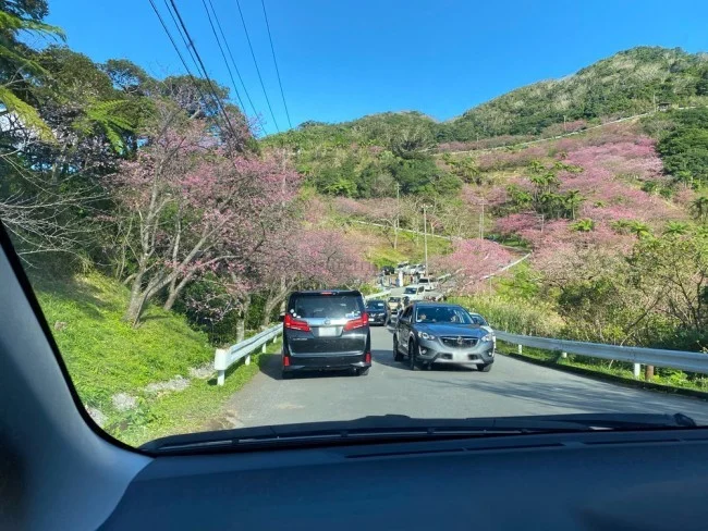 【沖縄 お花見 名所】沖縄のお花見・桜の見頃はいつ？八重岳（やえだけ）桜の森公園 行き方【沖縄観光 おすすめ】
