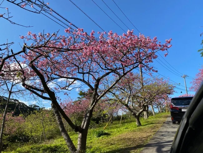 【沖縄 お花見 名所】沖縄のお花見・桜の見頃はいつ？八重岳（やえだけ）桜の森公園 行き方【沖縄観光 おすすめ】