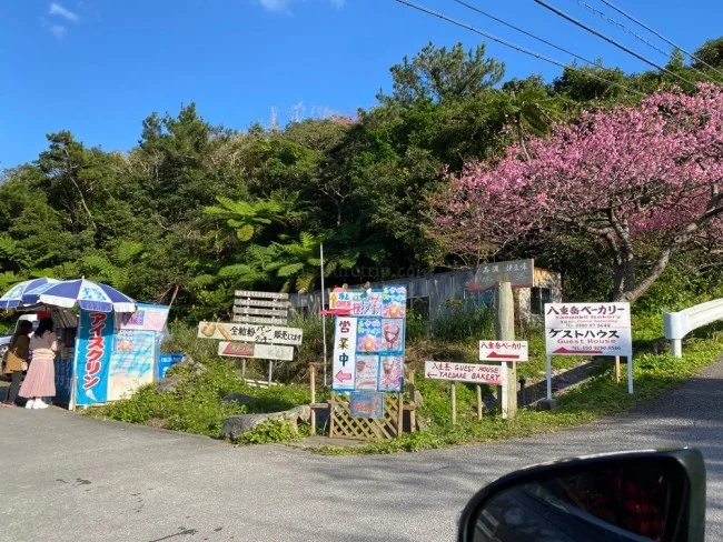【沖縄 お花見 名所】沖縄のお花見・桜の見頃はいつ？八重岳（やえだけ）桜の森公園 行き方【沖縄観光 おすすめ】