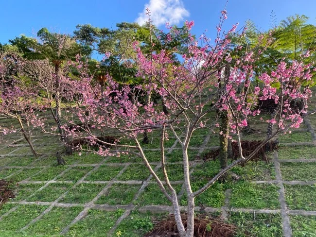 【沖縄 お花見 名所】沖縄のお花見・桜の見頃はいつ？八重岳（やえだけ）桜の森公園 行き方【沖縄観光 おすすめ】