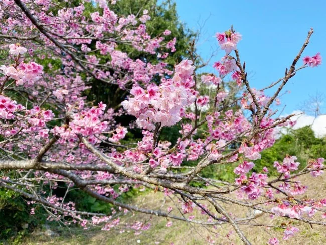 【沖縄 お花見 名所】沖縄のお花見・桜の見頃はいつ？八重岳（やえだけ）桜の森公園 行き方【沖縄観光 おすすめ】