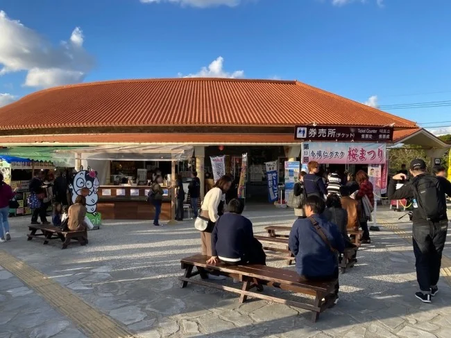 【冬の沖縄 おすすめスポット】世界遺産「今帰仁城跡（なきじんぐすくあと）」で楽しむ桜 / お花見 今帰仁グスク桜まつり【冬の沖縄観光】