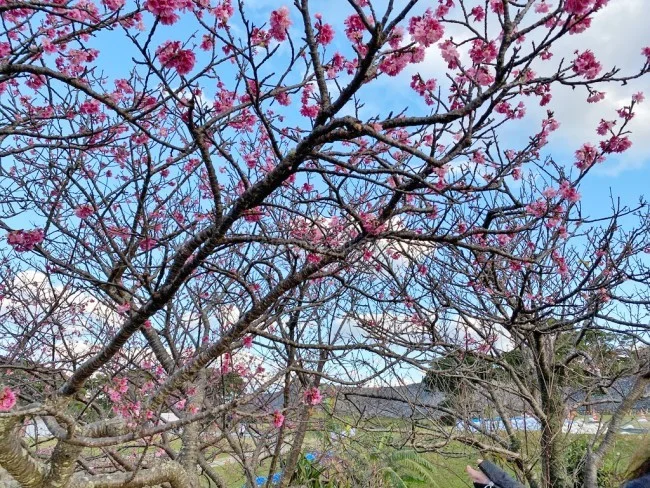 【冬の沖縄 おすすめスポット】世界遺産「今帰仁城跡（なきじんぐすくあと）」で楽しむ桜 / お花見 今帰仁グスク桜まつり【冬の沖縄観光】