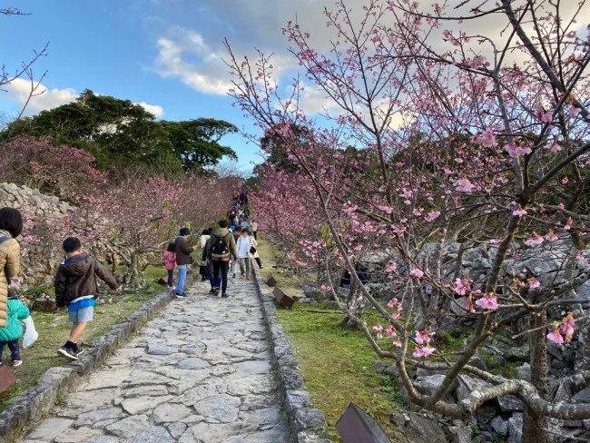 【冬の沖縄 おすすめスポット】世界遺産「今帰仁城跡（なきじんぐすくあと）」で楽しむ桜 / お花見 今帰仁グスク桜まつり【冬の沖縄観光】