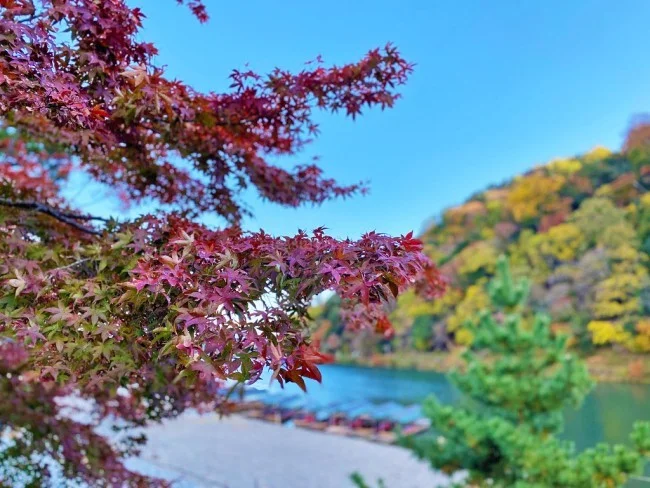 【嵐山のおすすめ 和風カフェ】 優雅な時間を過ごせる高級ホテルの和風 カフェ「八翠」のアフタヌーンティーをレビュー【翠嵐ラグジュアリーコレクションホテル京都】