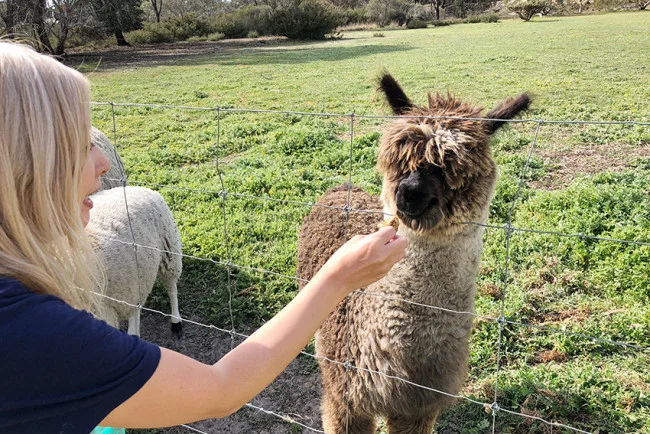 [野生のカンガルーがいる世界一のビーチを目指して！西オーストラリア・ロングドライブ旅行記117] 『Bluff Knoll Cafe』でお昼ごはん＆アトラクション？