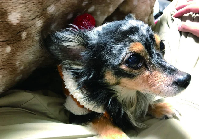 [コロナ後初海外旅行！夏休みグアム旅行記3] 愛犬とのお別れ