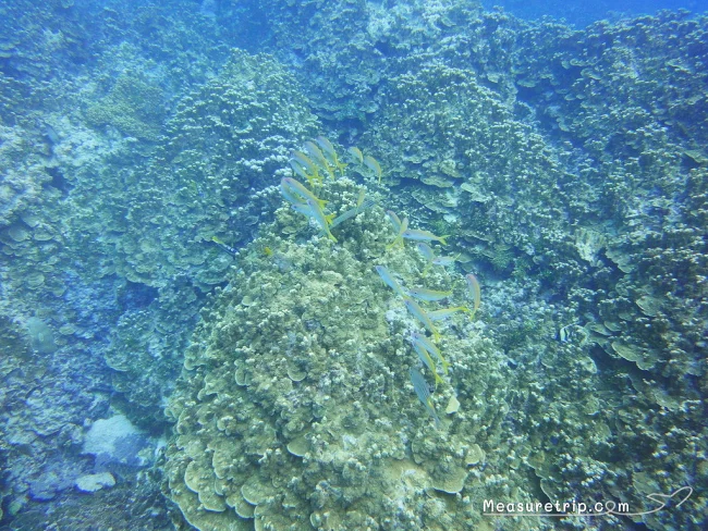 [コロナ後初海外旅行！夏休みグアム旅行記41] 海の中でウミガメ発見！