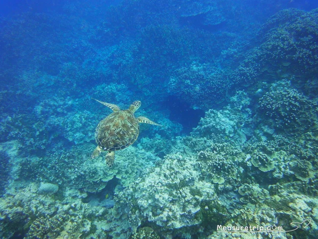 [コロナ後初海外旅行！夏休みグアム旅行記41] 海の中でウミガメ発見！