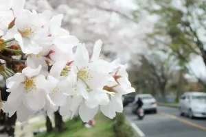 【京都観光】隠れた名所・京都人の私が一番好きな「桜の名所」【京都案内 おすすめ】