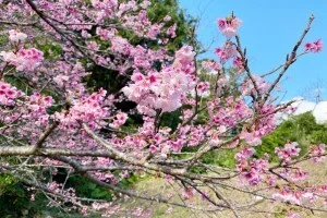 [Okinawa cherry blossom viewing spot] When is the best time to see cherry blossoms in Okinawa? Yaedake Edition [Recommended sightseeing in Okinawa in winter]