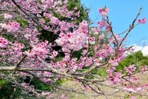 【沖縄 お花見 名所】沖縄のお花見・桜の見頃はいつ？八重岳（やえだけ）桜の森公園 行き方【沖縄観光 おすすめ】