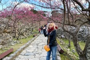 [Recommended Spots in Okinawa in Winter] Enjoy Cherry Blossoms at the World Heritage Site - Nakijin Castle Ruins / Cherry Blossom Viewing Nakijin Gusuku Cherry Blossom Festival [Okinawa Sightseeing]