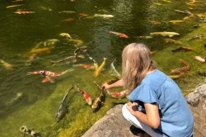 [マリオット・プラチナチャレンジ物語63] プリンスホテル自慢の日本庭園で錦鯉と戯れる。