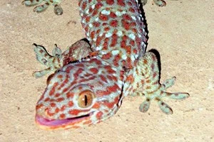 Tokey Gecko Calling / STORY 45 - Rainy Season Phu Quoc Trip in Sep 2016