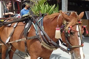 [インドネシアのパリピ秘境・ギリ島旅行記20] 2日目・ギリエコヴィラズへ!チドモ(Cidomo / 馬車)でGO!