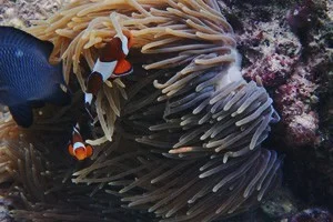 シュノーケルで見えるピピ島の海の中。