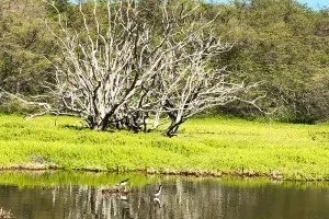 [ハワイ最後の楽園「モロカイ島」旅行記74] モロカイ島の最高に綺麗な景色とミヅキの好きな場所