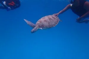 ウミガメと泳ぐ＠レダン島の海