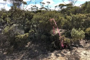 [野生のカンガルーがいる世界一のビーチを目指して！西オーストラリア・ロングドライブ旅行記57] やばい！遭難！？無事に帰りたければ赤いリボンに注意せよ！
