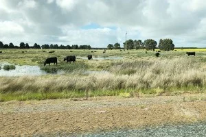 [野生のカンガルーがいる世界一のビーチを目指して！西オーストラリア・ロングドライブ旅行記74] カンガルーが来る海岸の町エスペランスへ！