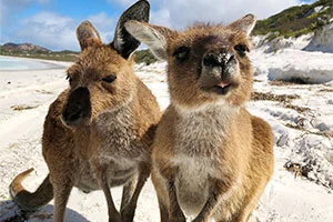 [野生のカンガルーがいる世界一のビーチを目指して！西オーストラリア・ロングドライブ旅行記88] カンガルーの兄弟喧嘩に遭遇