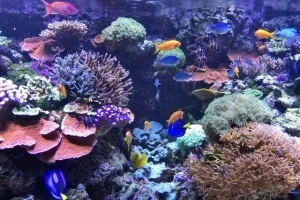 マルモのお城はミュージアムだけじゃなくて博物館と水族館にもなっていた。どんだけ欲張りやねんｗ