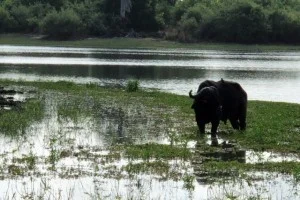 [北欧とアフリカを巡る年末年始の冒険旅行記：サファリ編28] サファリのビッグ5の1つ「バッファロー」