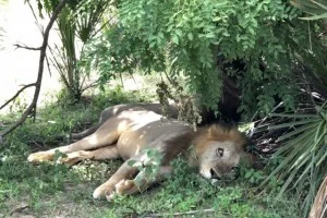 やる気ゼロ（笑）の百獣の王ライオン
