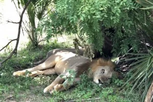 [北欧とアフリカを巡る年末年始の冒険旅行記：サファリ編31] やる気ゼロ（笑）の百獣の王ライオン