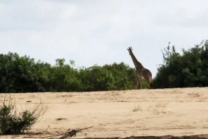 [北欧とアフリカを巡る年末年始の冒険旅行記：サファリ編50] ワニがいても水飲みにやってくるキリン。襲われないのかな？