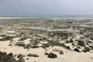 どんどん干上がっていくジャンビアニビーチの海岸線。