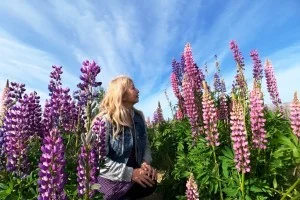 [年末年始のニュージーランド・テカポ湖に世界一の星空を見に行く旅行記35] ルピナスの花が咲いている