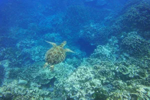 [コロナ後初海外旅行！夏休みグアム旅行記41] 海の中でウミガメ発見！