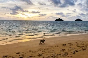 【海外旅行LIVE | 18年7月22日】ラニカイビーチを散歩するイヌ