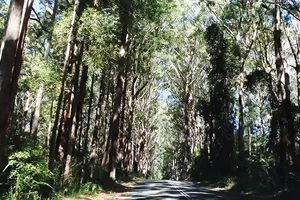 Going to Spring Brook National Park by car / STORY 35 - Gold Coast Trip in May 2016