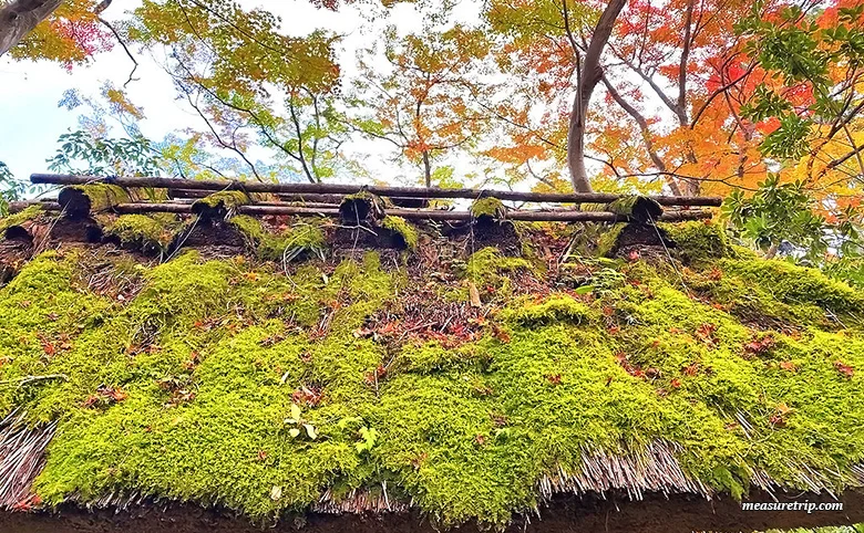 苔と紅葉が美しい「京都 祇王寺」に行く方法[もみじ苔寺]